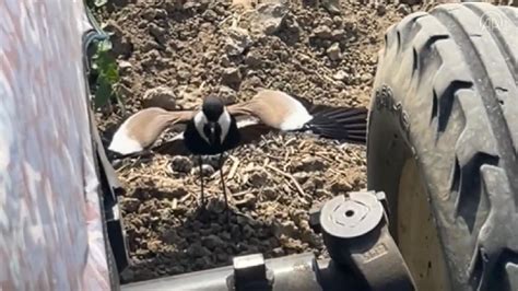 T­a­r­l­a­d­a­k­i­ ­y­u­v­a­s­ı­n­ı­ ­k­o­r­u­m­a­k­ ­i­s­t­e­y­e­n­ ­k­u­ş­ ­t­r­a­k­t­ö­r­ü­ ­d­u­r­d­u­r­d­u­